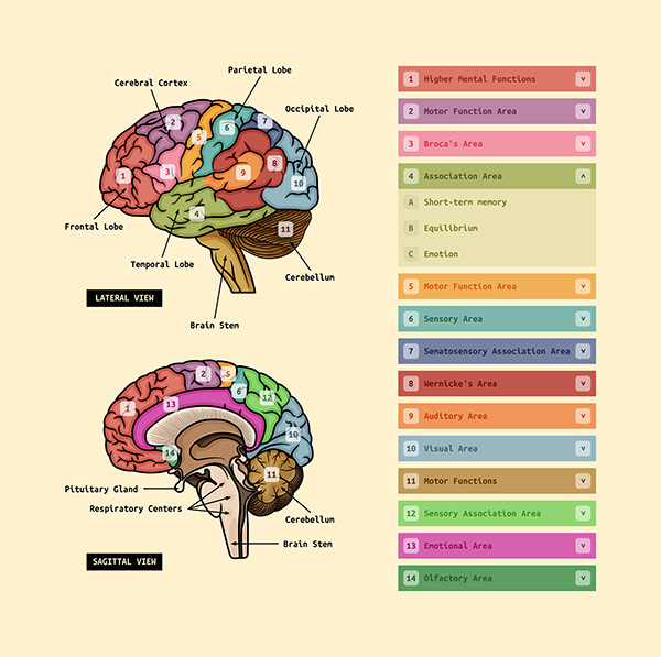 Andrei Marius - Human Brain Diagram