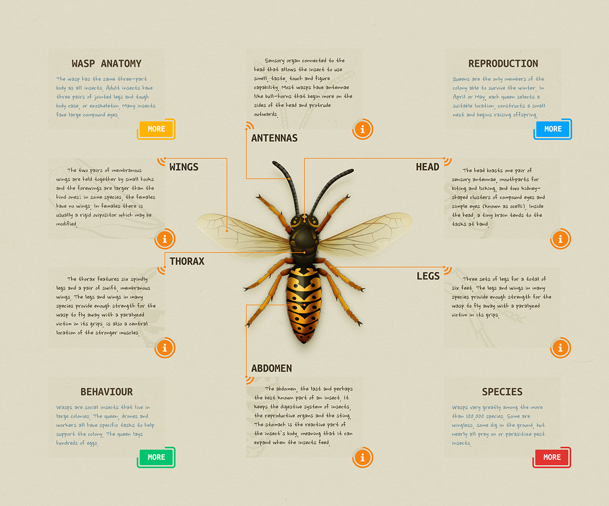 Andrei Marius Wasp Anatomy Diagram