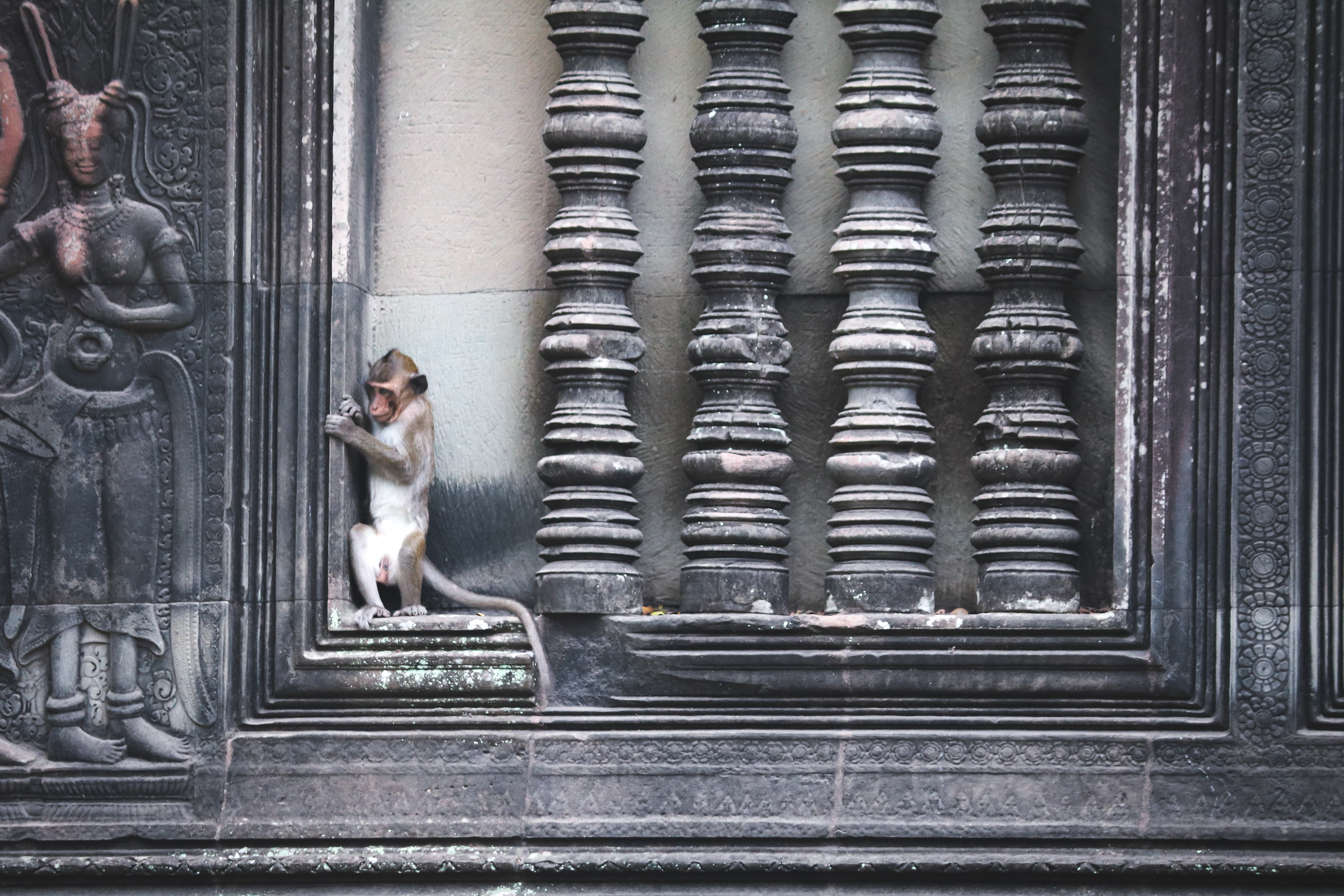 Macaque at Angkor Wat, Cambodia, 2017