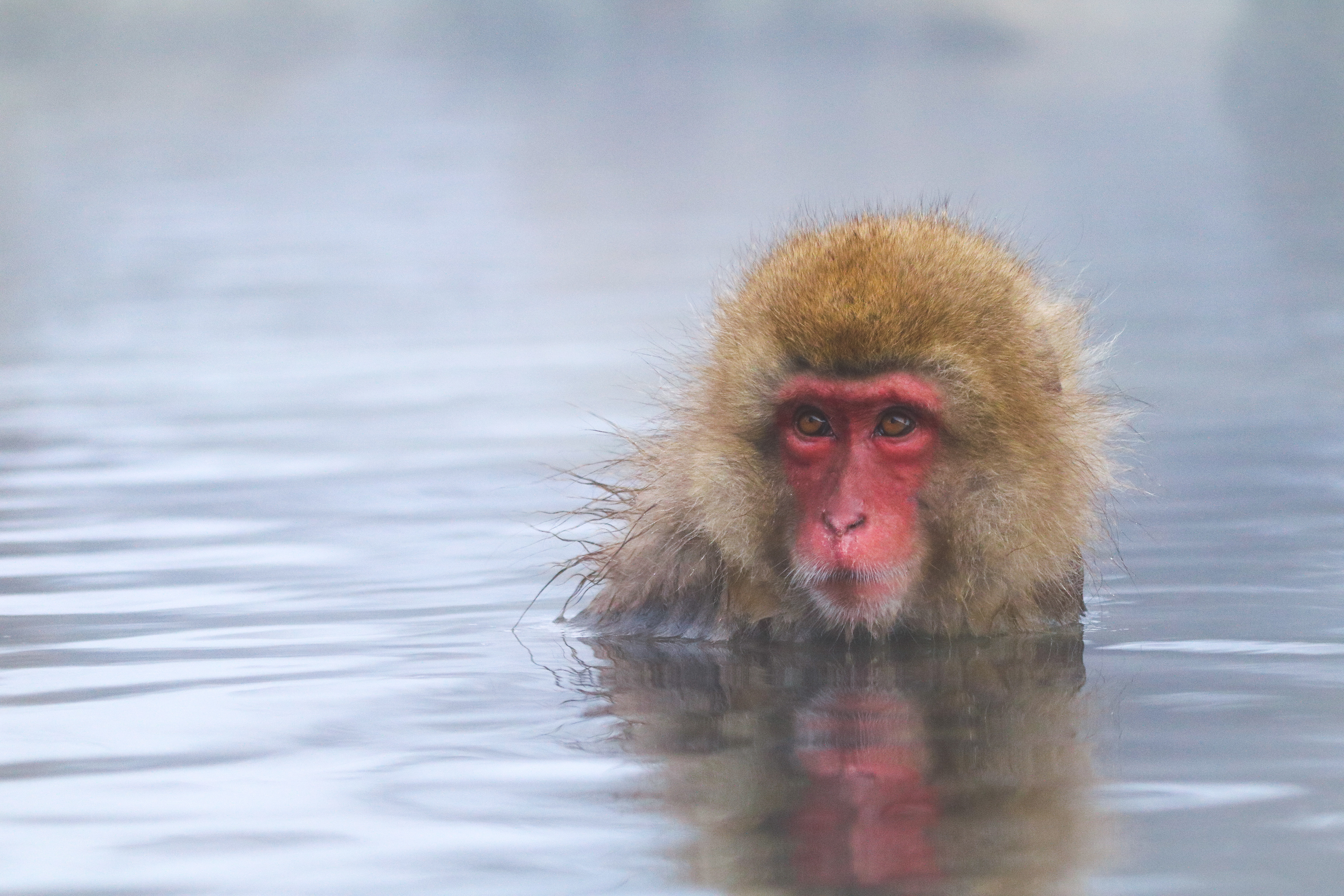 Snow monkey enjoying the hot spring, Japan, 2019
