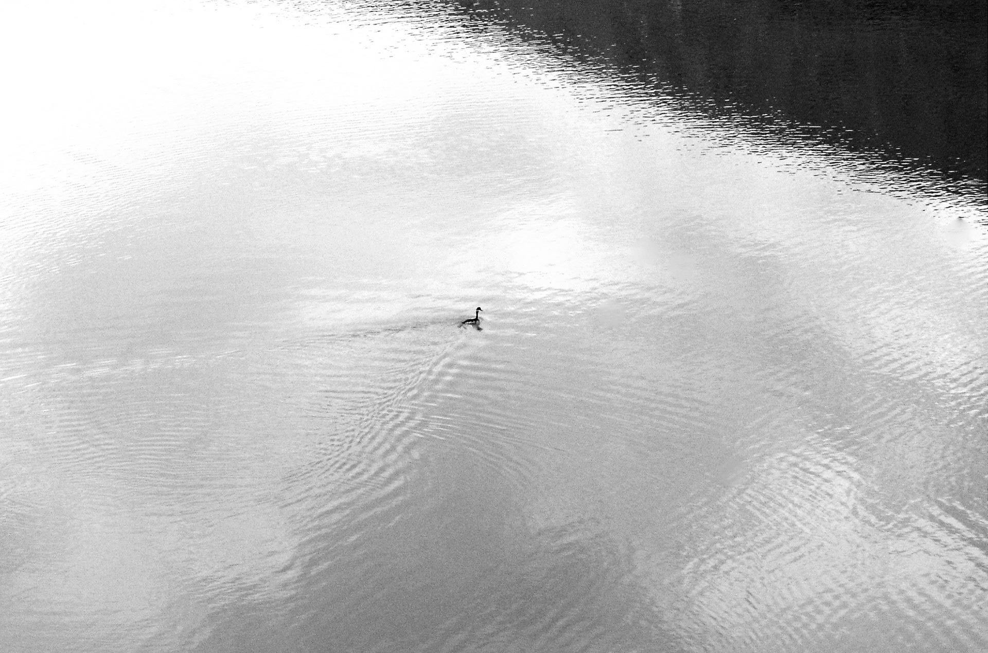 kleiner vogel schwimmt durch ruhigen see. minimalistisch. sw