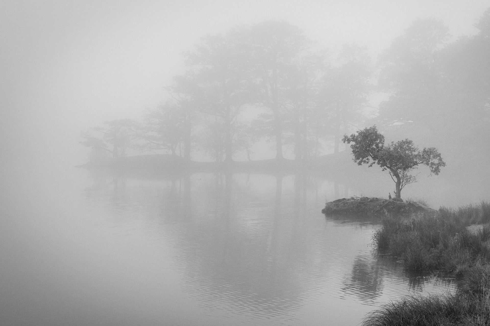 In The Mist