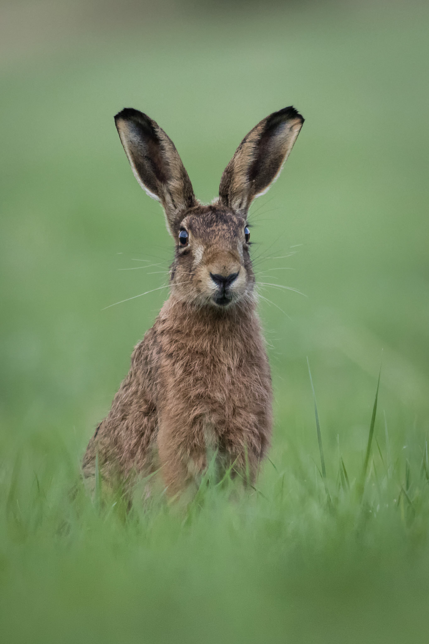 Brown Hare Portrait