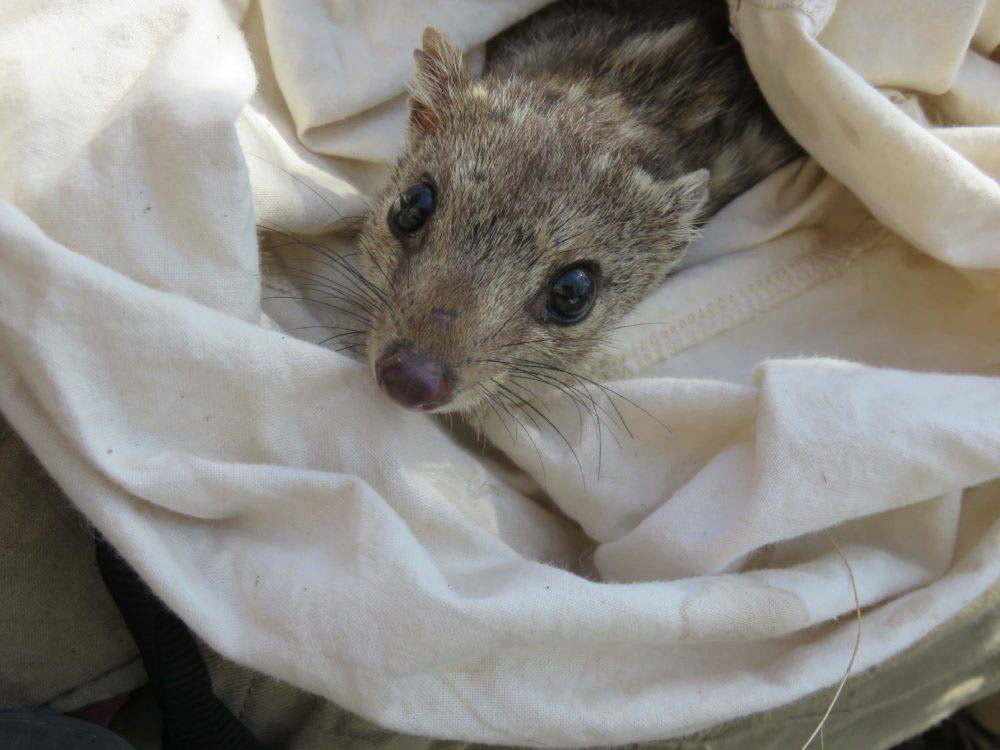 Northern quoll