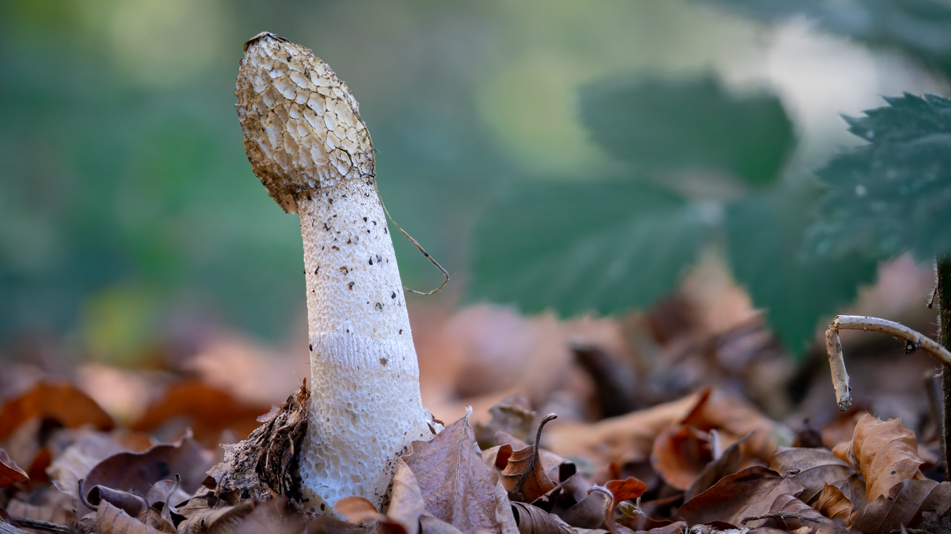 © fotoJAAP