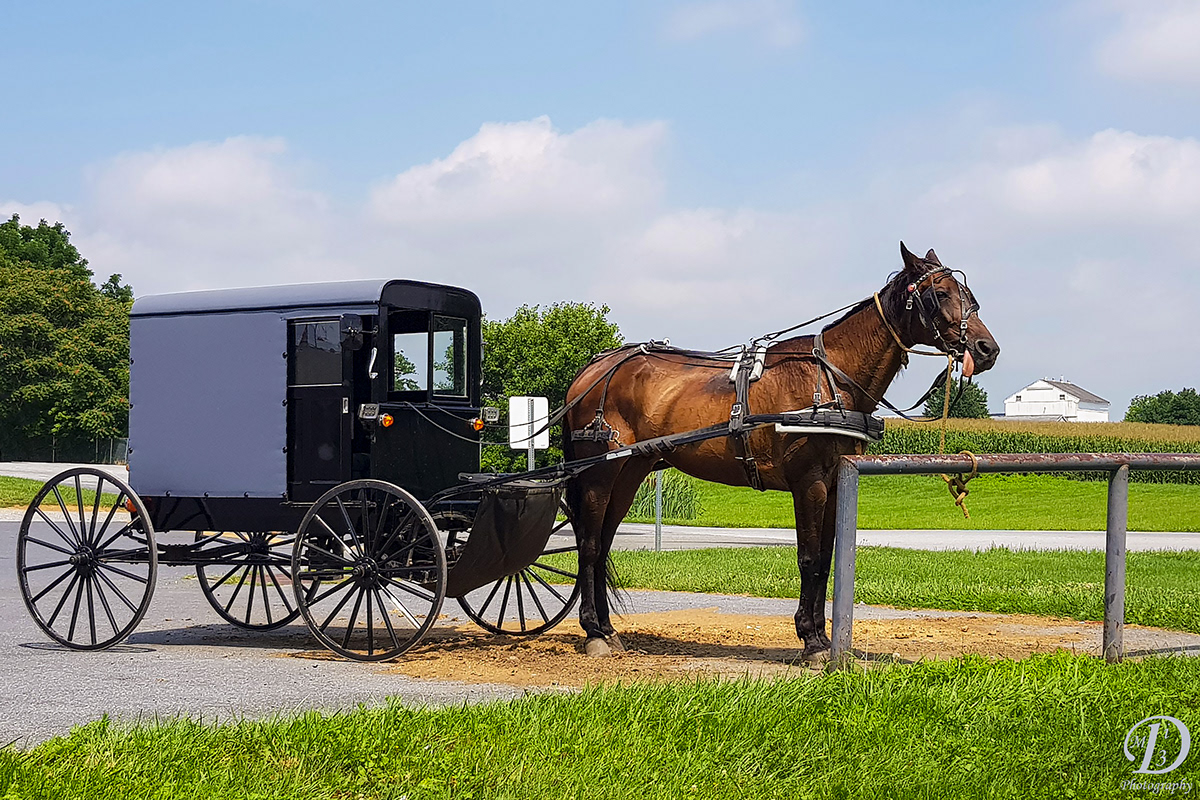 amish country tours from washington dc