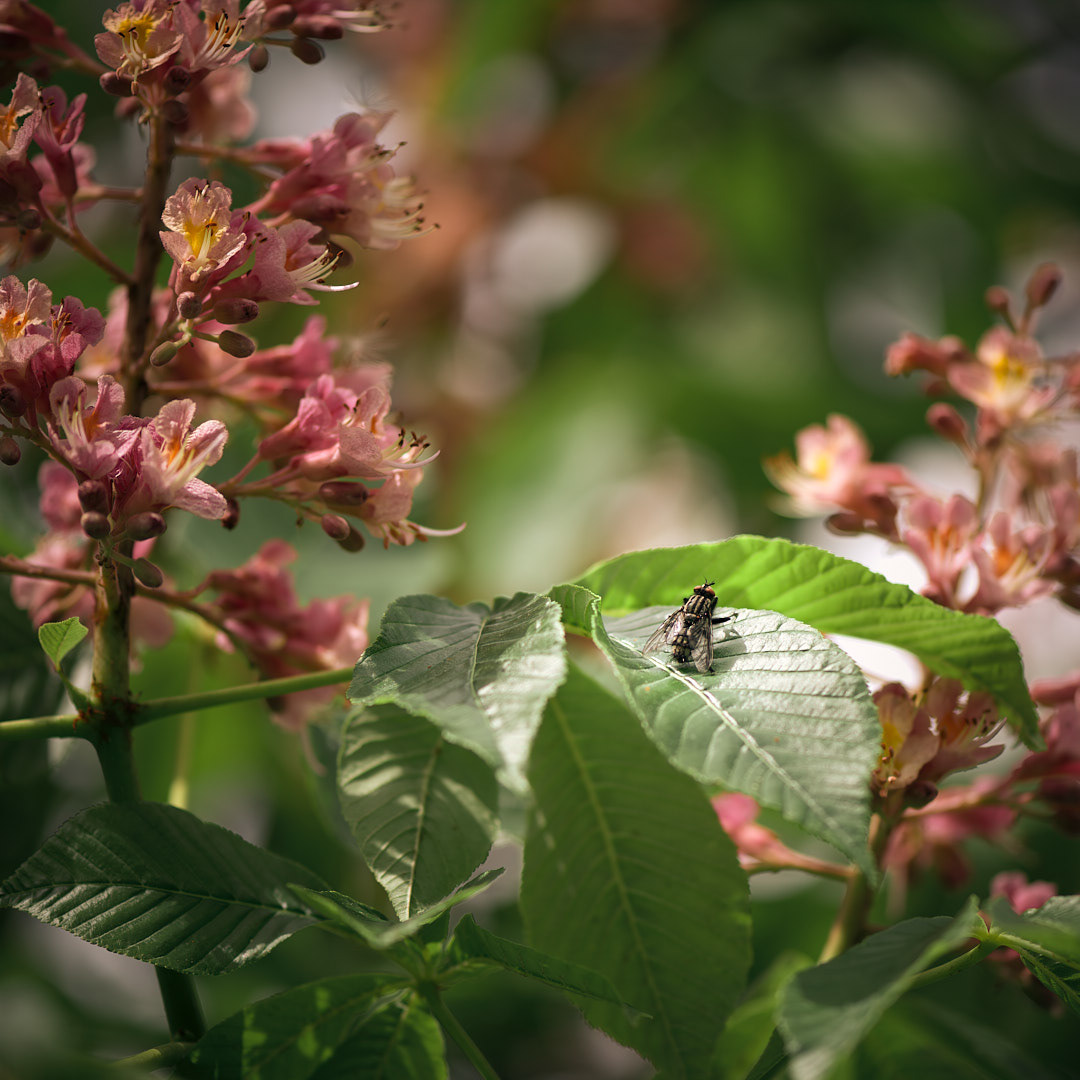 Mr. Fly (far)