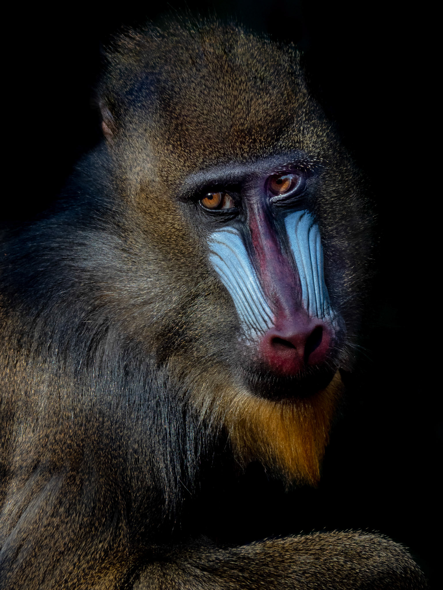 Mandrill Portrait
