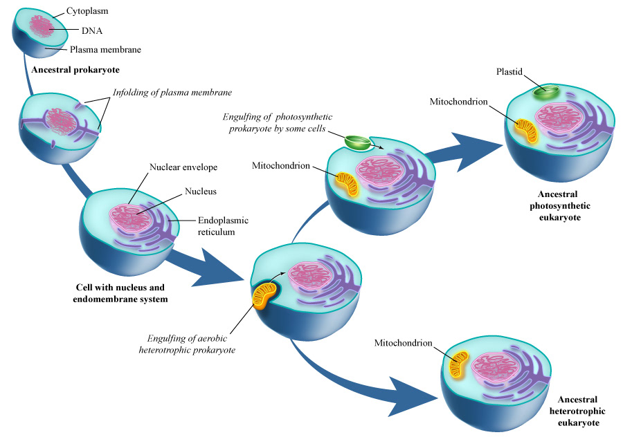 Endosymbiotic theory mitochondria and chloroplast picture