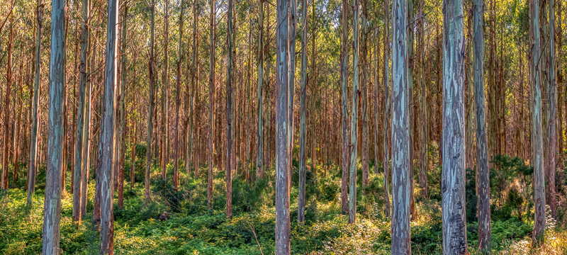 Eucalypt Forest - Catlins