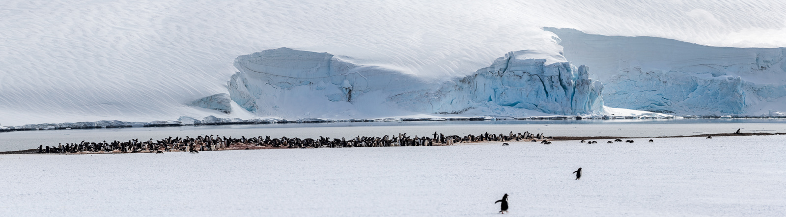 Gentoo Penguin rookery - Yankee Harbour - South Shetland Islands