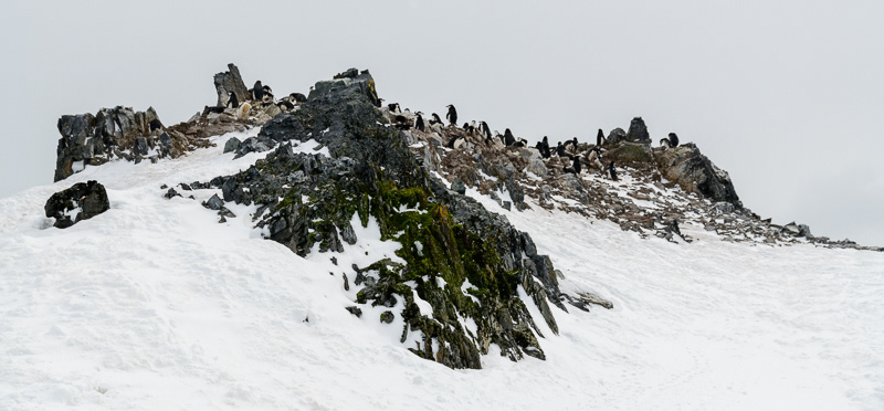 Penguin COlony - Half Moon Island - South Shetland Islands