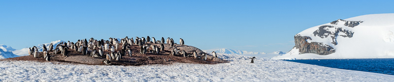 Gentoo Penguins - Aitcho - South Shetland Islands