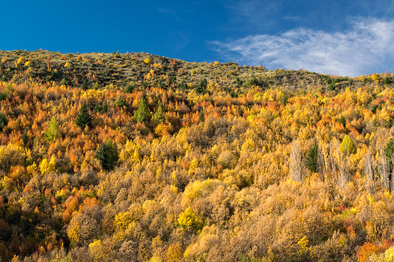 Autumn colours, Arrowtown - Otago