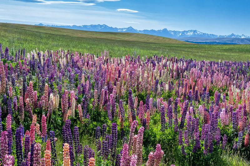Lupins near Lake Tekapo - South Canterbury
