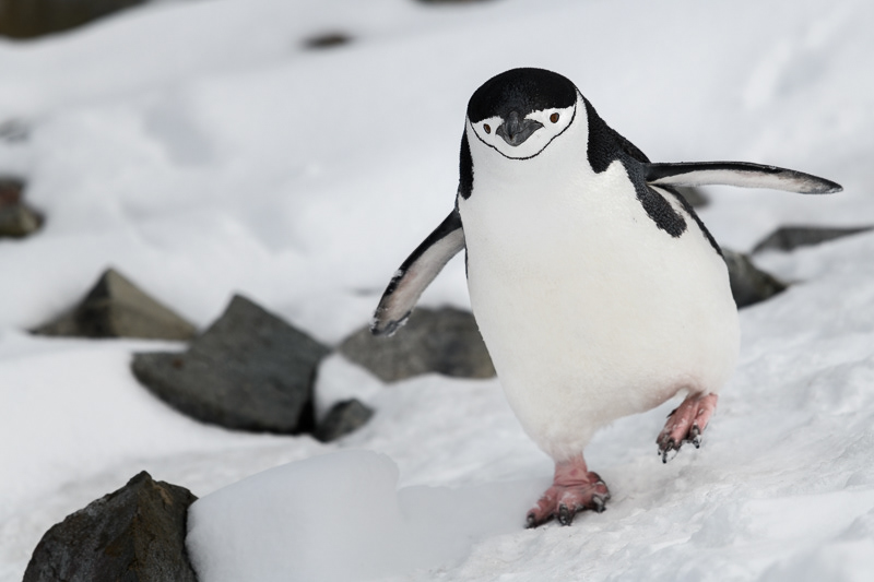 Chinstrap Penguin 3