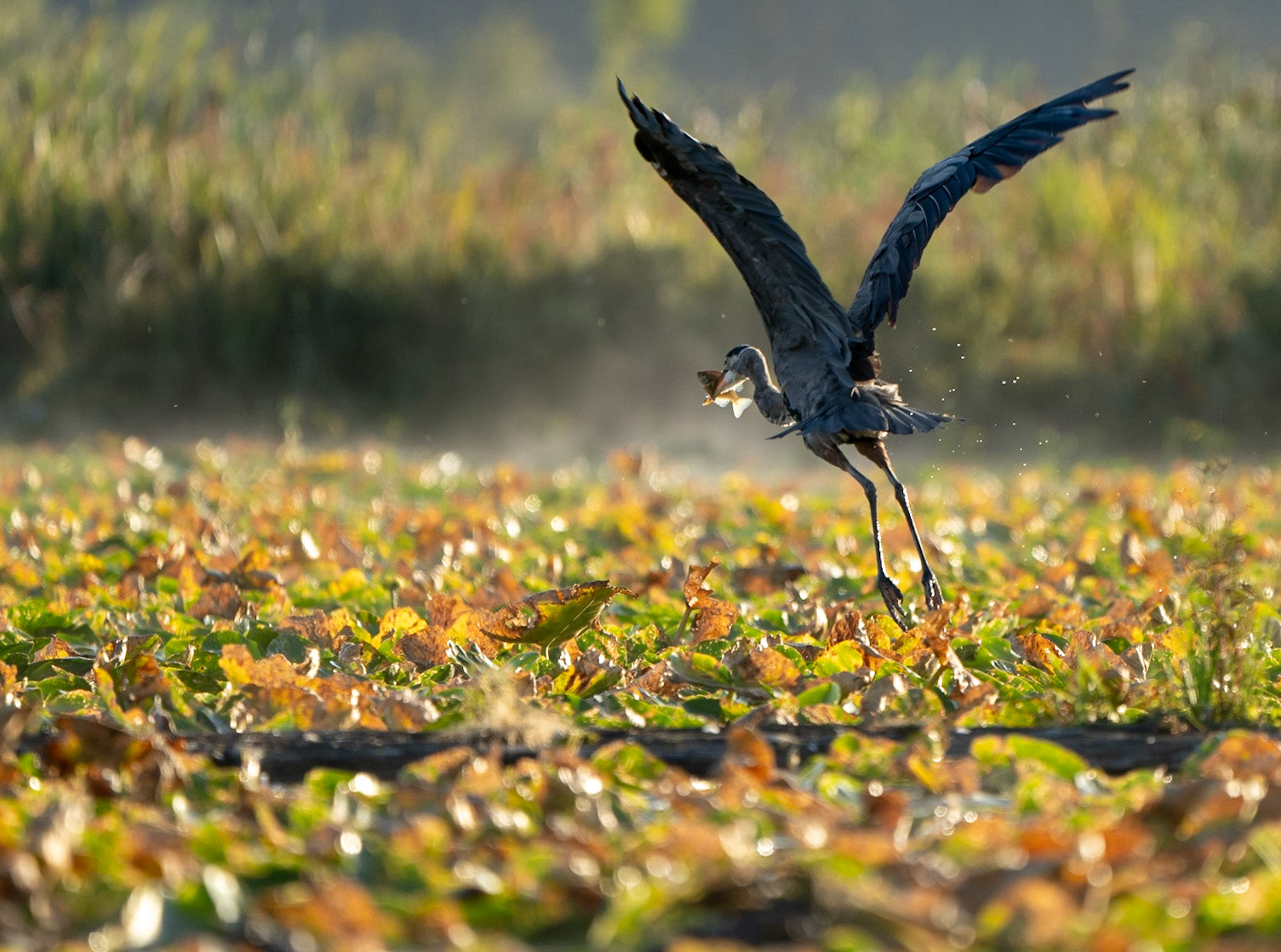 Heron flying off with freshly caught fish
