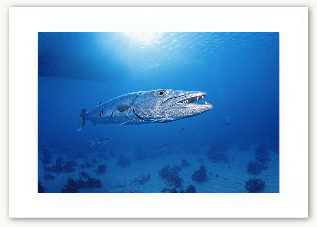 Steve Hanson Diver Seven Seas Photos Barracuda
