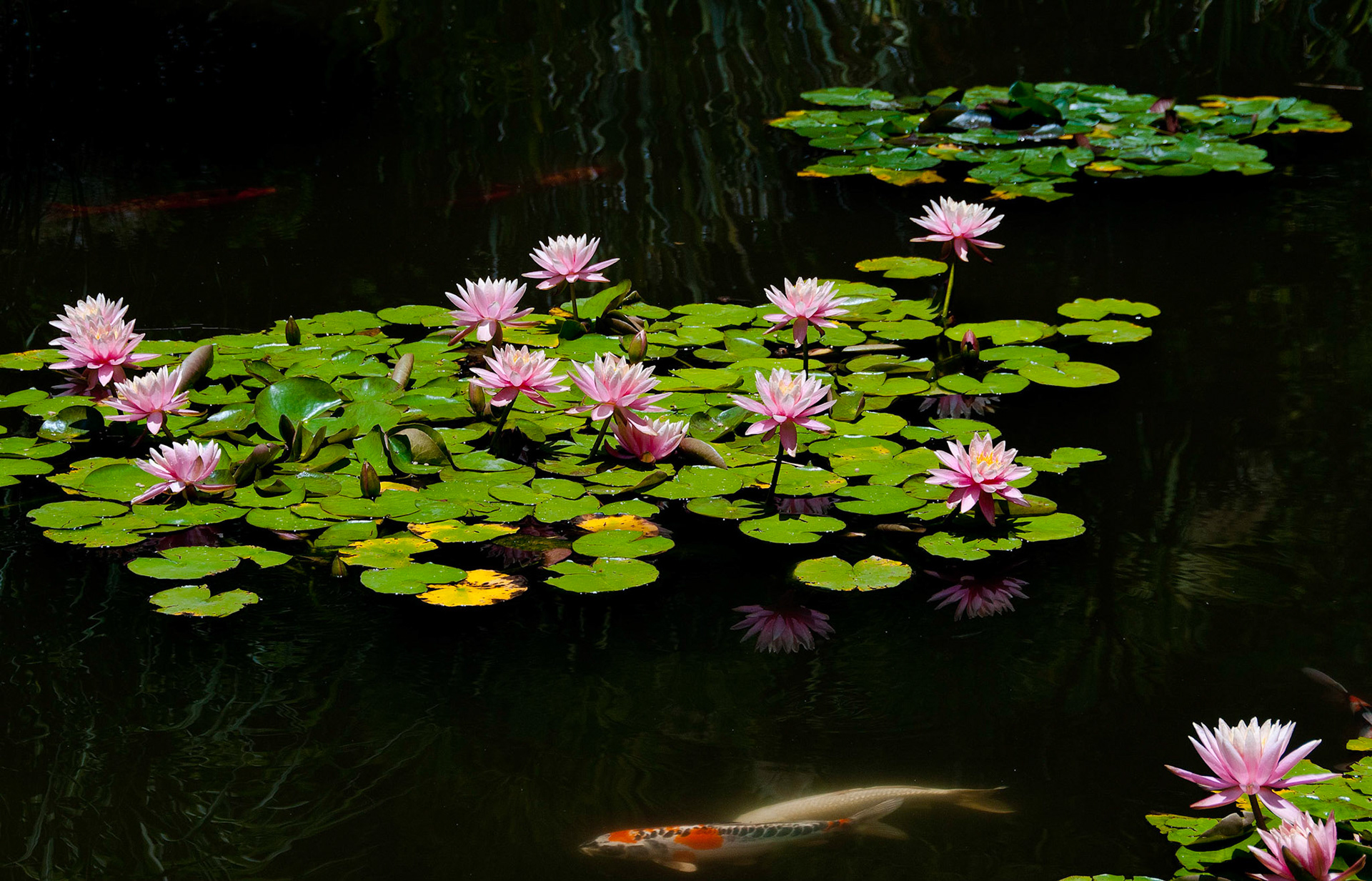 Water Lilies