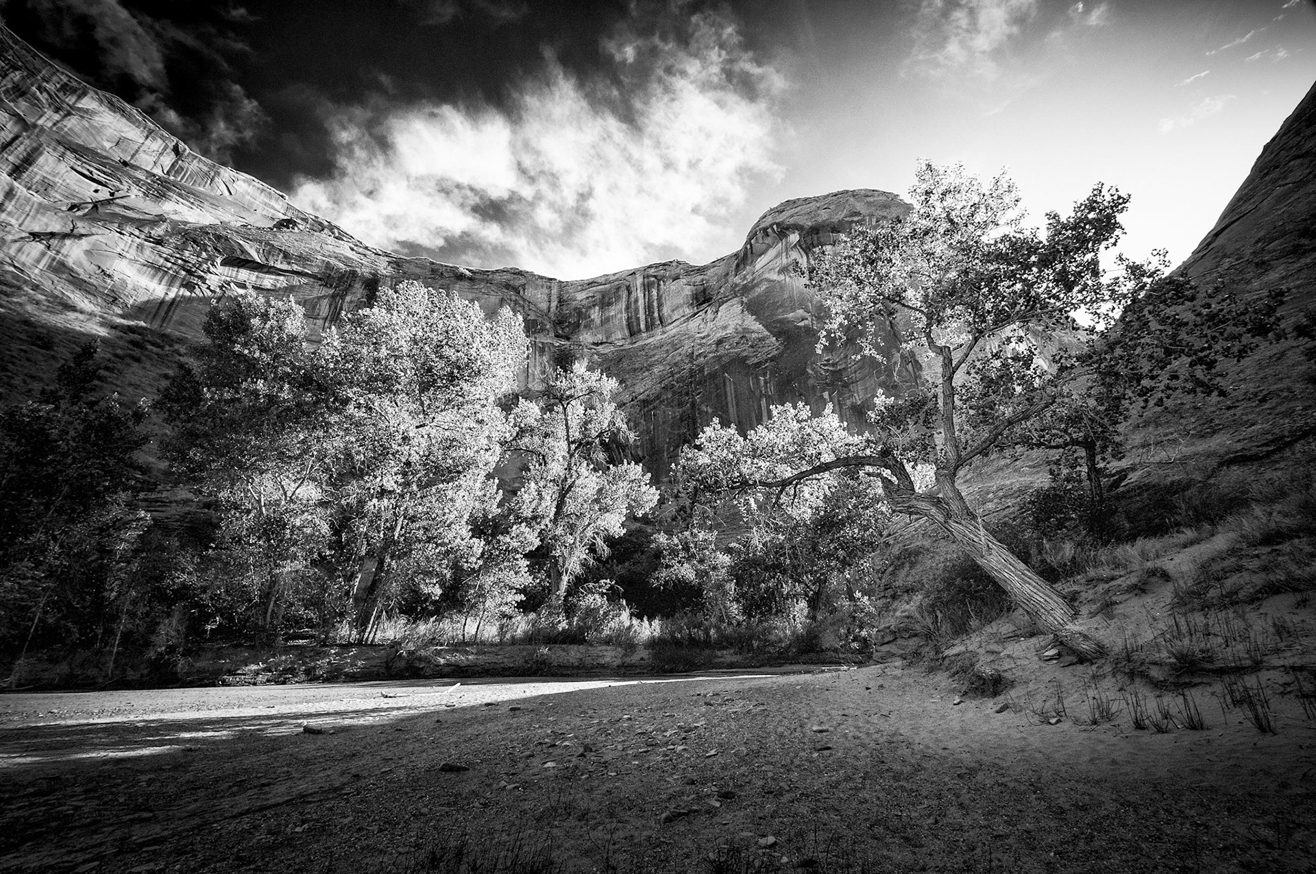 Coyote Gulch Creek Bend and Tree - Utah
