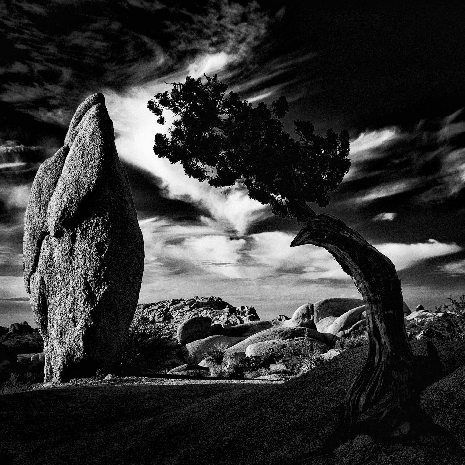 Standing Rock and Tree - Joshua Tree NP
