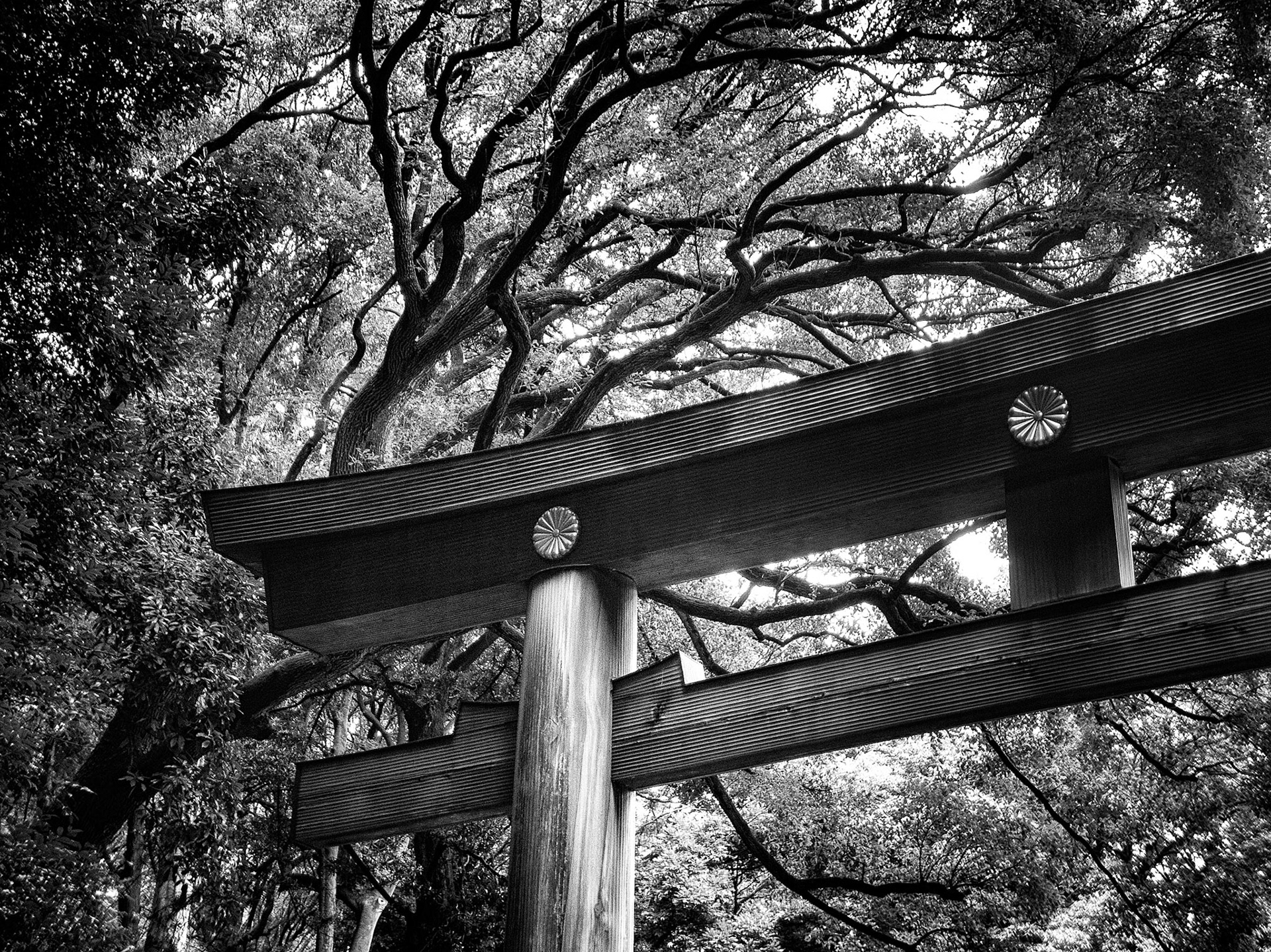 Torii and Trees Tokyo 1
