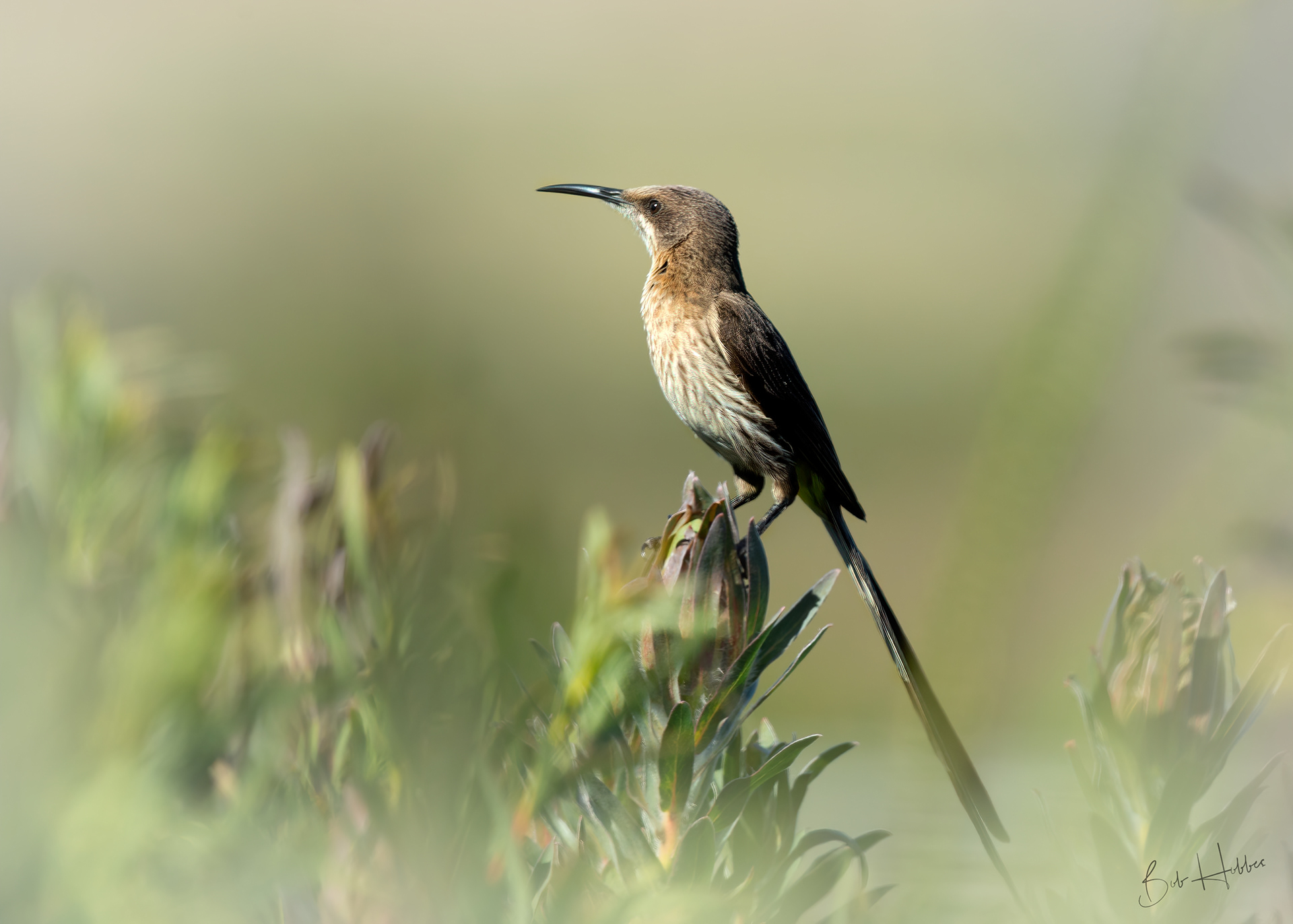 Cape Sugarbird. Port Elizabeth, E Cape.