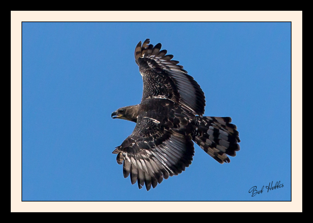 Crowned Eagle