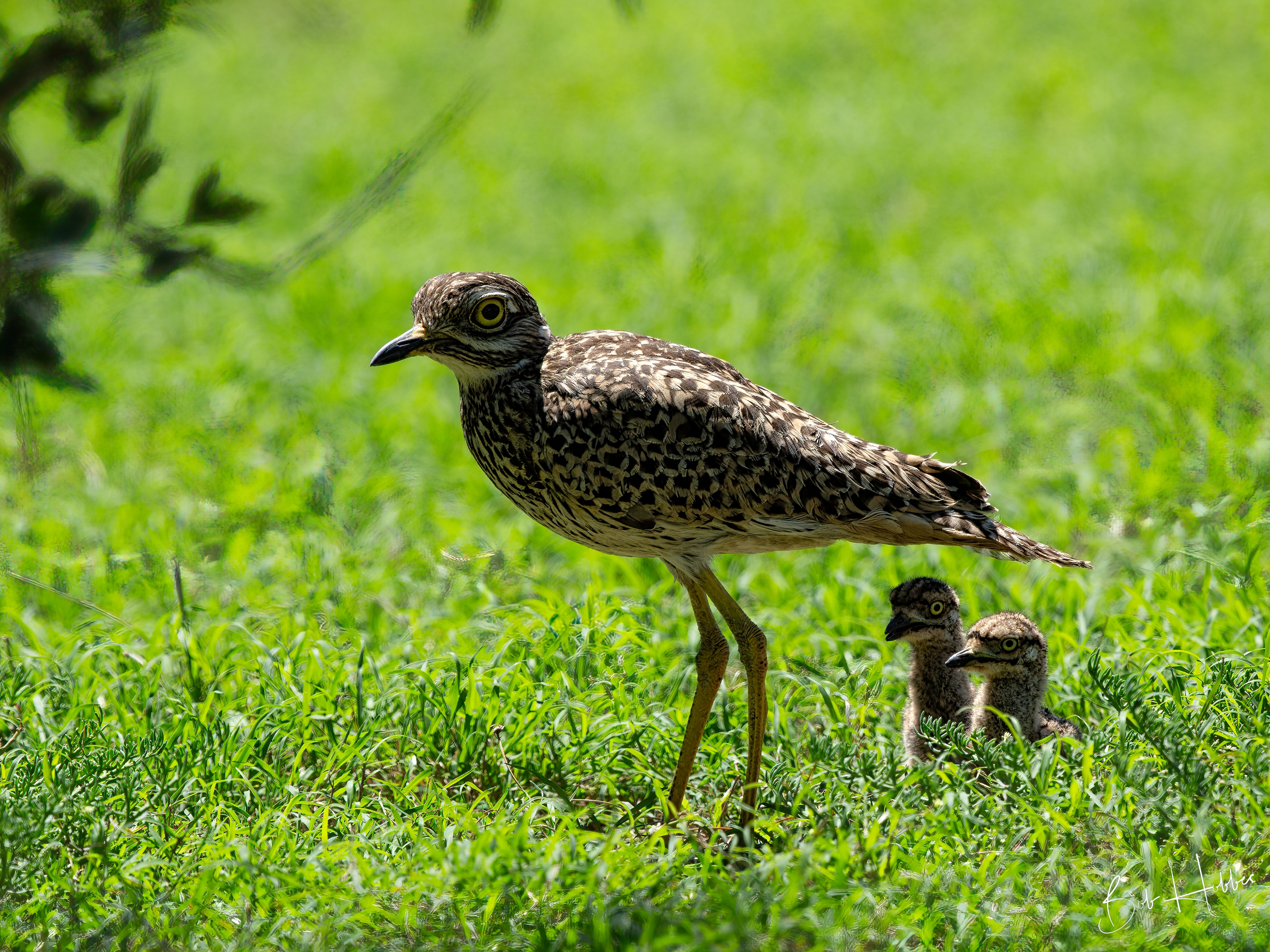 Spotted Thick-knee.