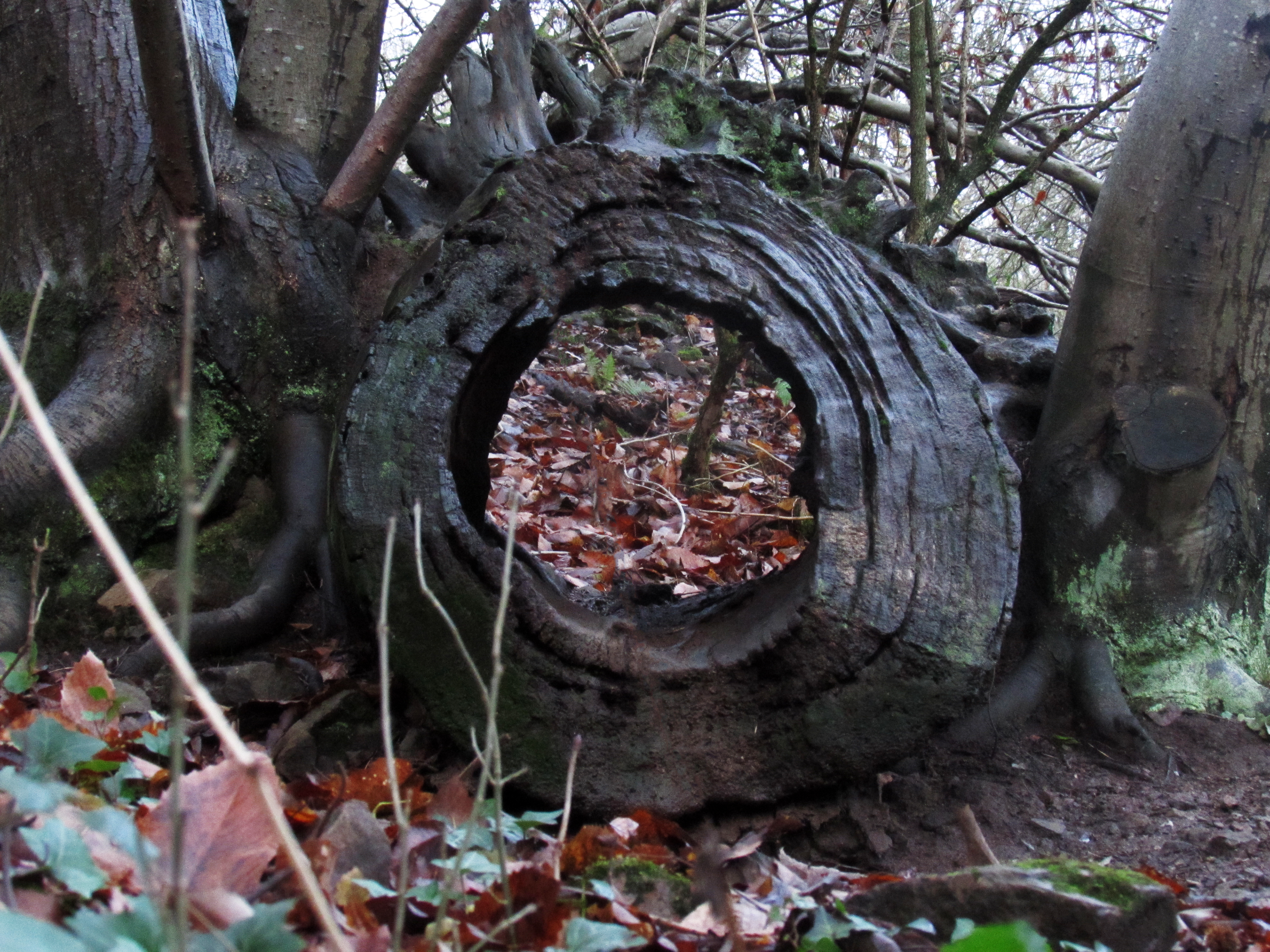 Hollow Stump