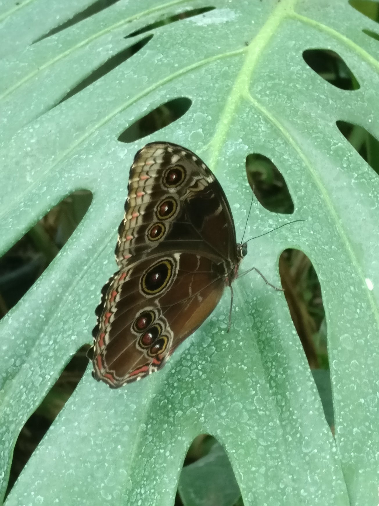 Butterfly on a Leaf