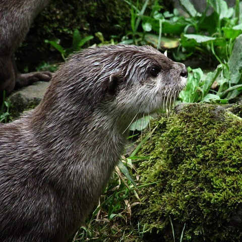 Otter