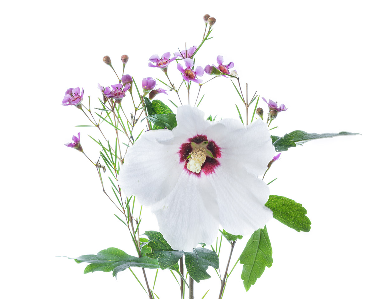  Flowers  In Isolation Flowers  on White