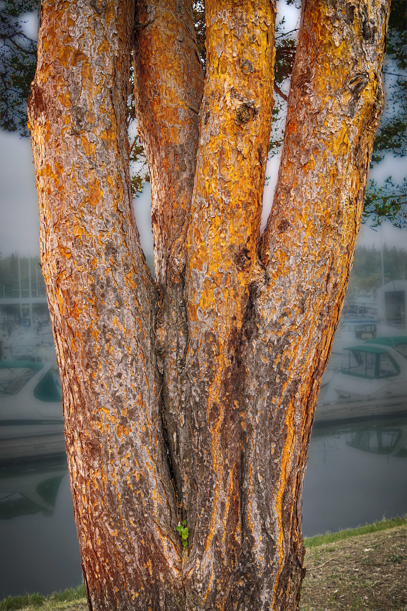Scotch Pine, La Conner, June 2020