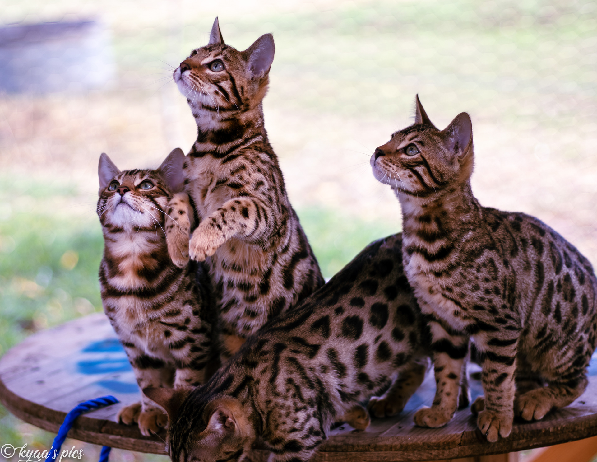Kyaa S Pics Charlotte Wauters Des Petits Chats Par Milliers Kyaa S Pics Charlotte Wauters Des Petits Chats Par Milliers