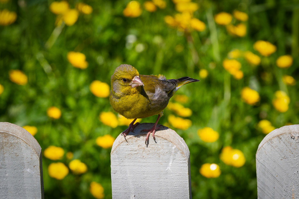 Greenfinch