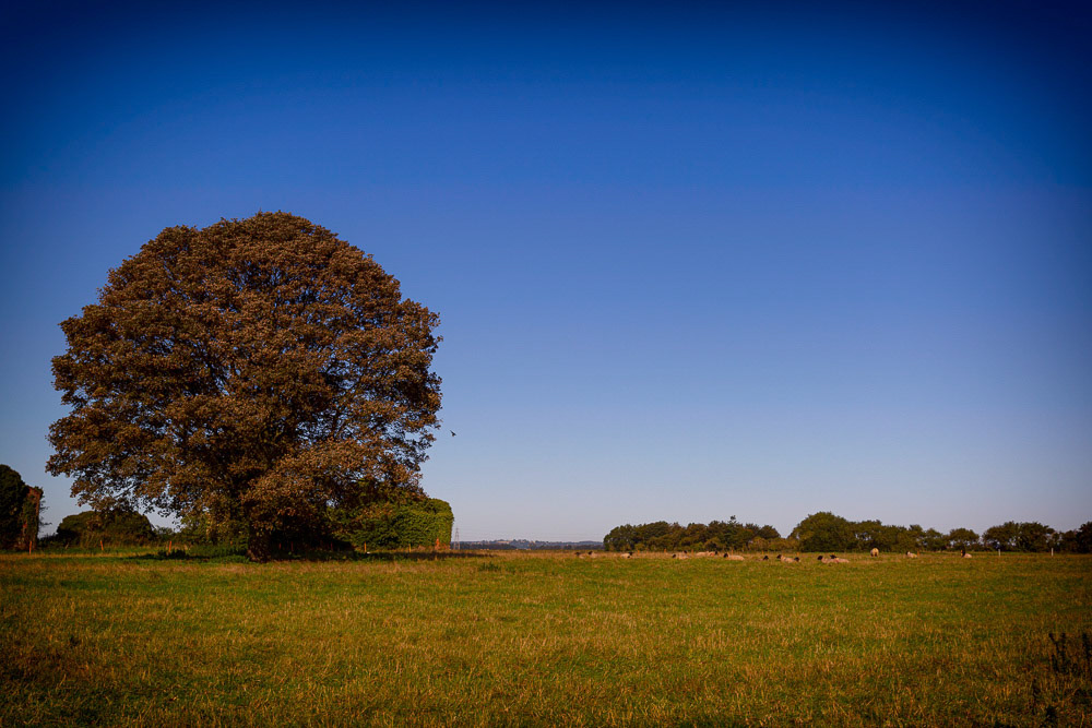 Friskney near Decoy Wood