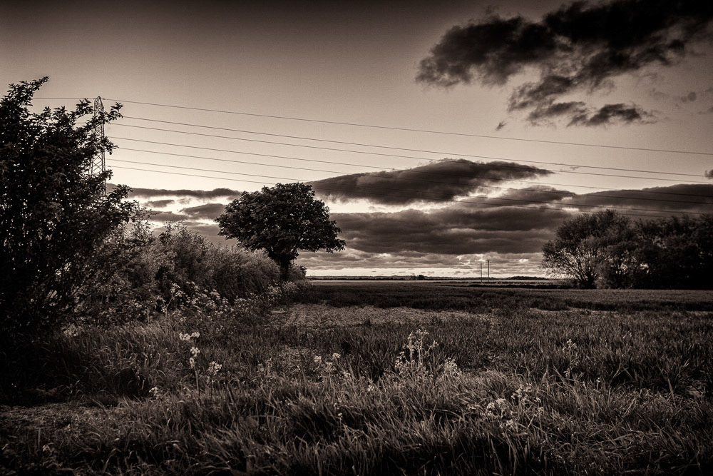 East Fen - Evening