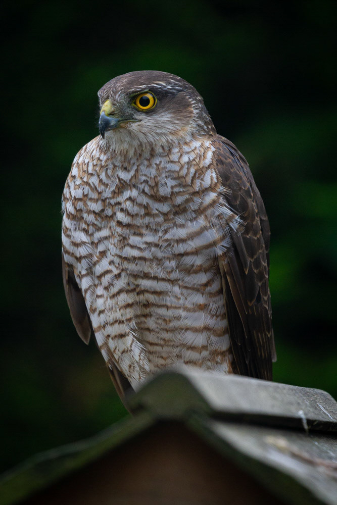 Sparrowhawk