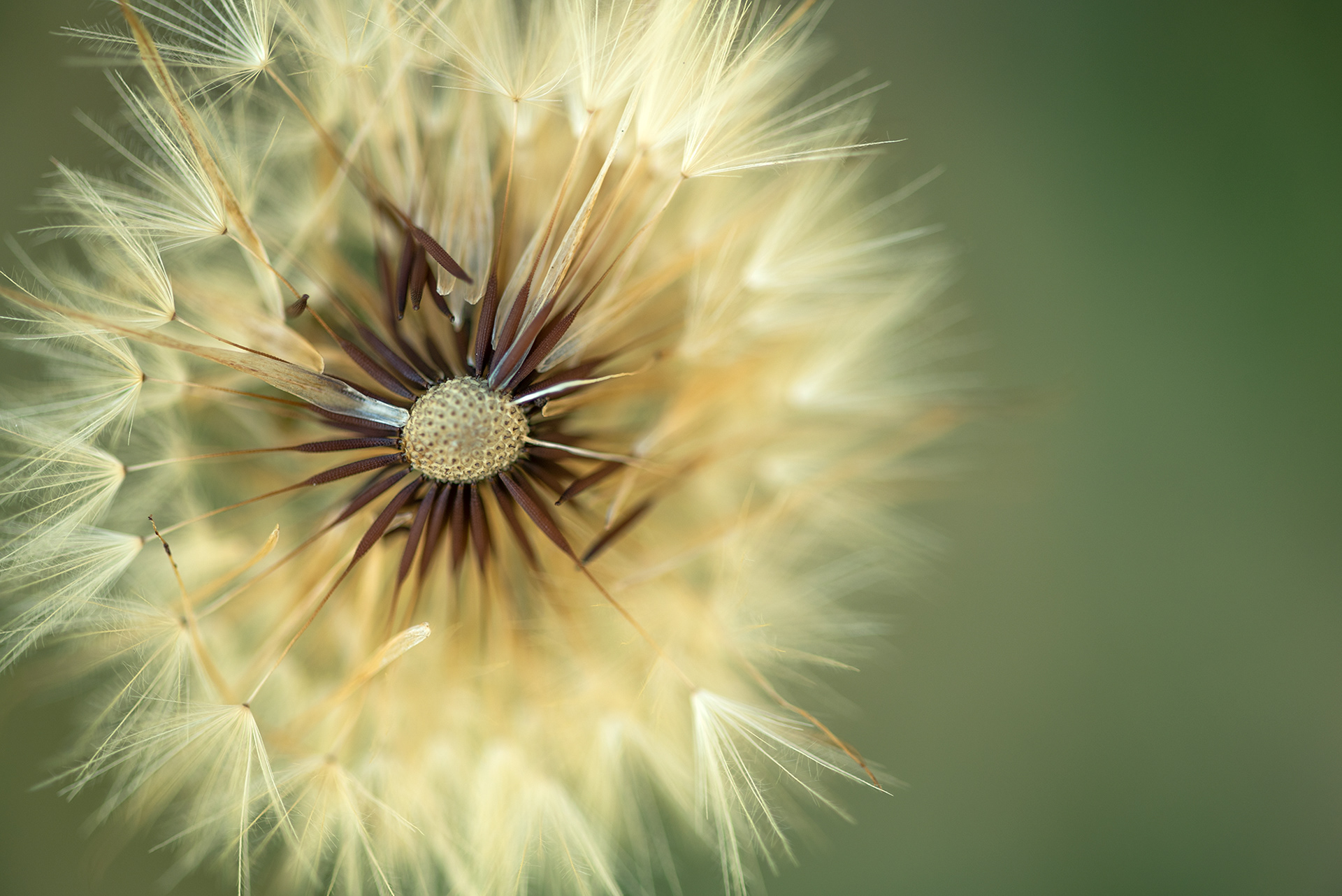 Dandelion