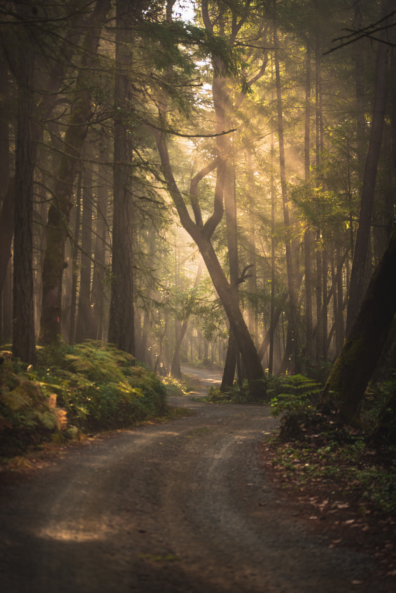 Autumn morning