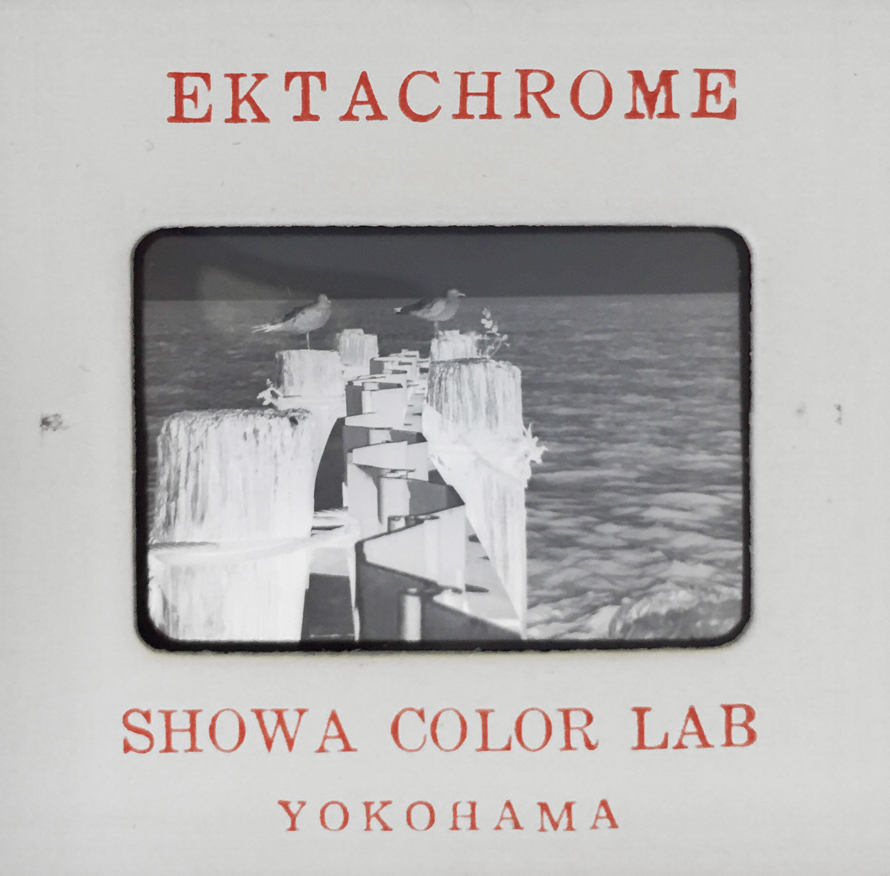 PERCHED . EKTACHROME SLIDE