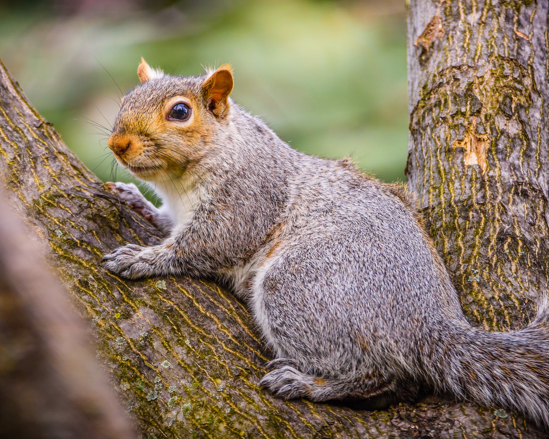 1225 Photography - Gray Squirrels