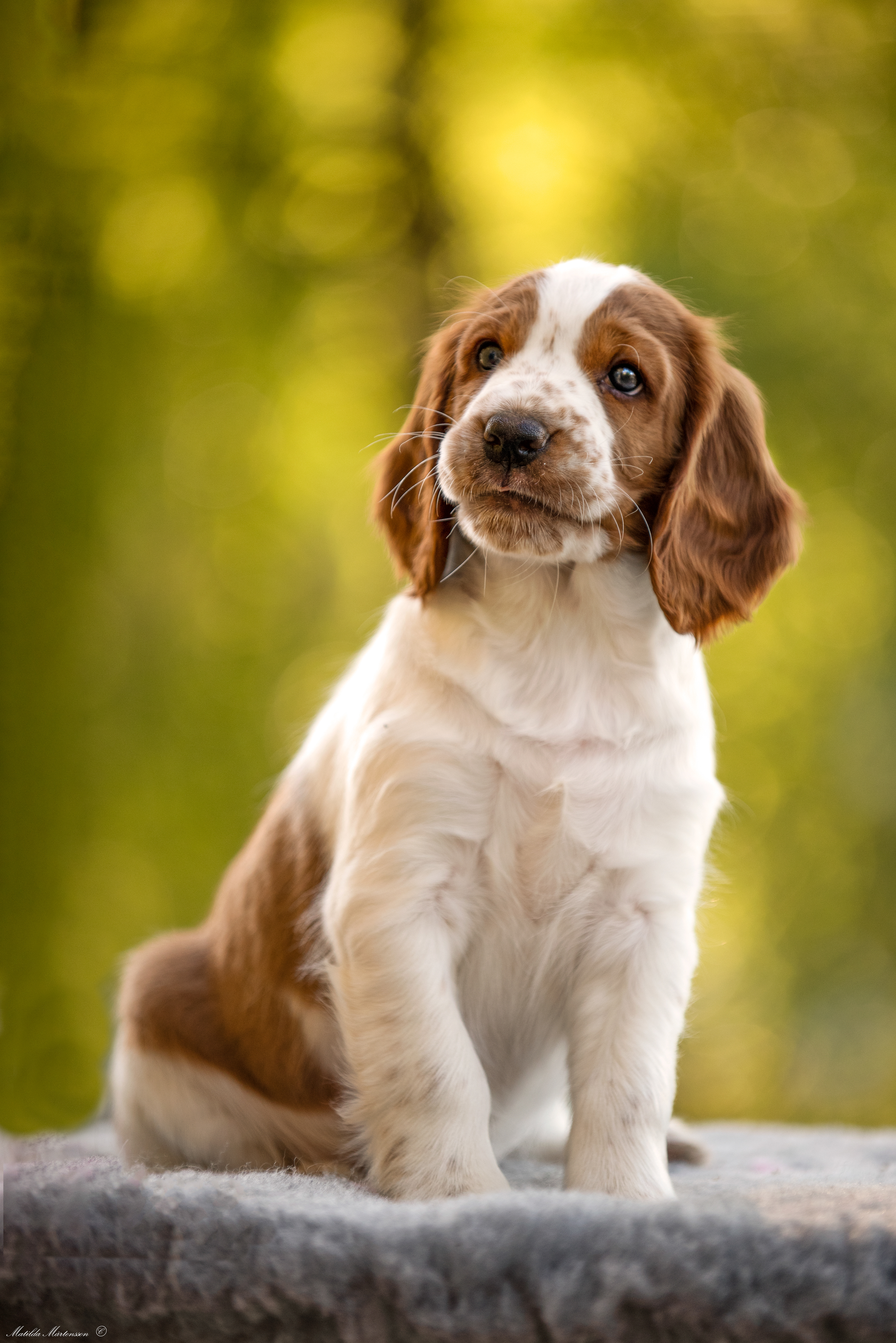 Welsh Springer Spaniel valp kennel Lentigos