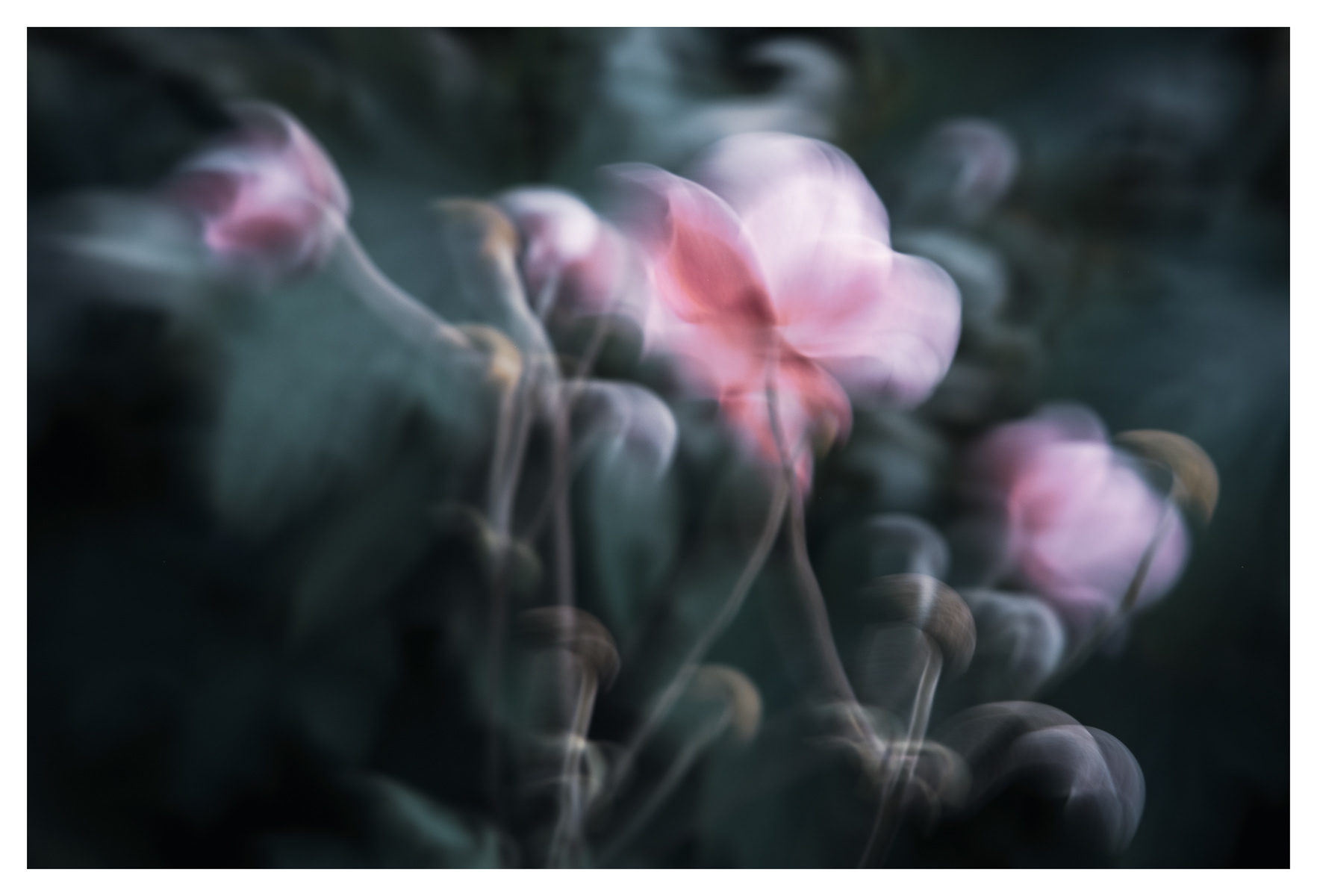 Blush Dream