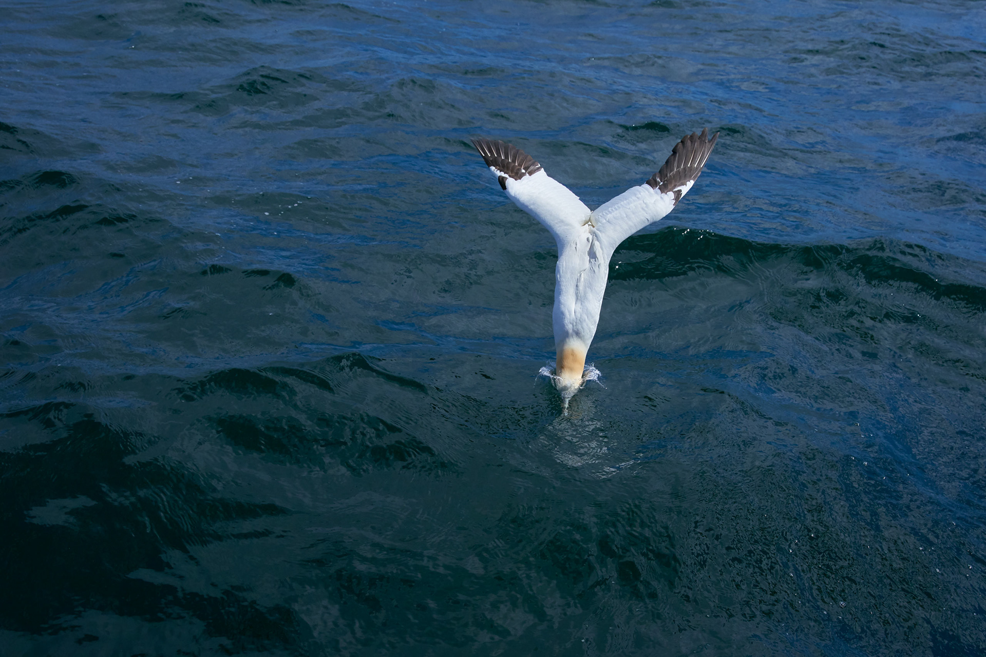 Northern Gannets