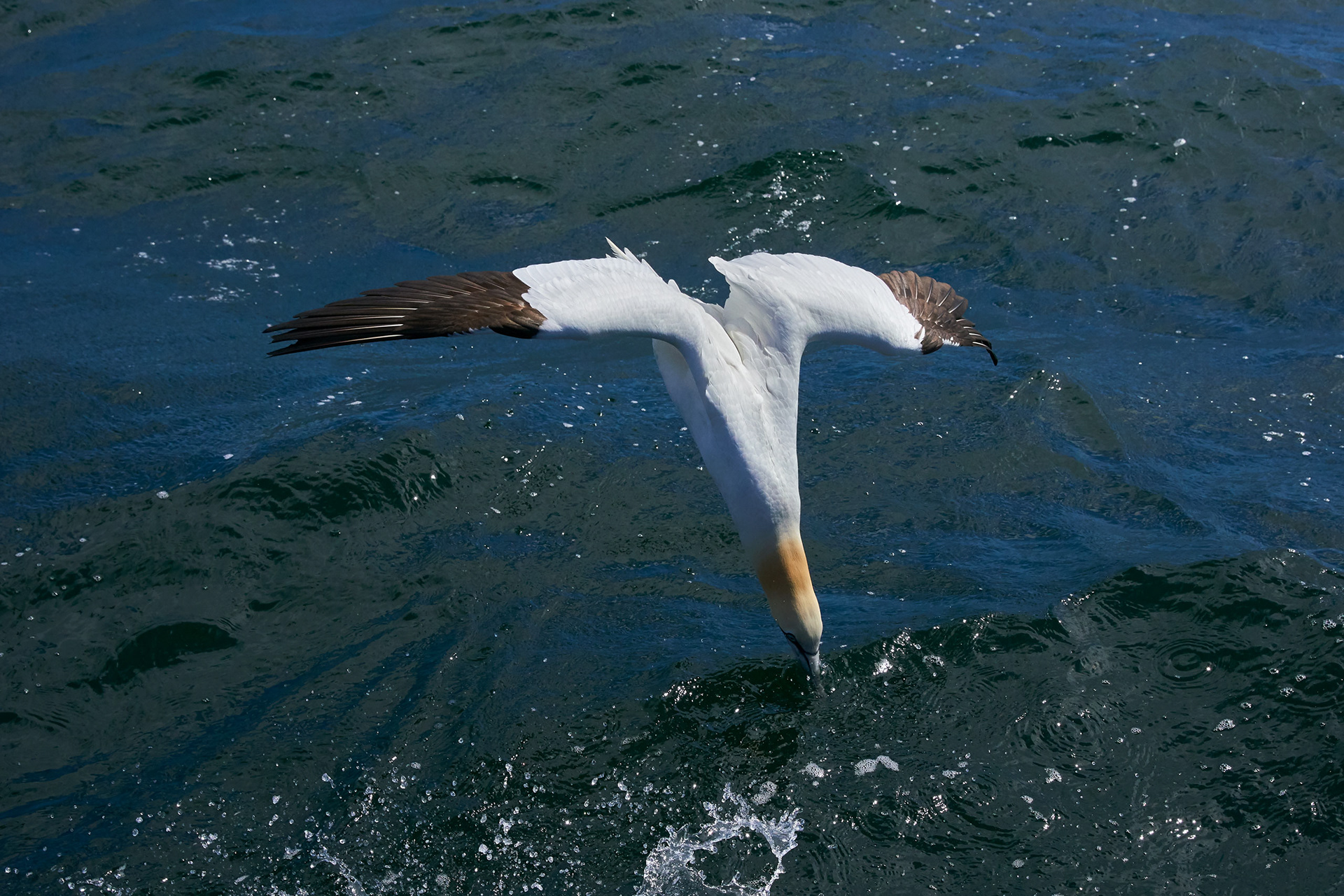 Northern Gannets