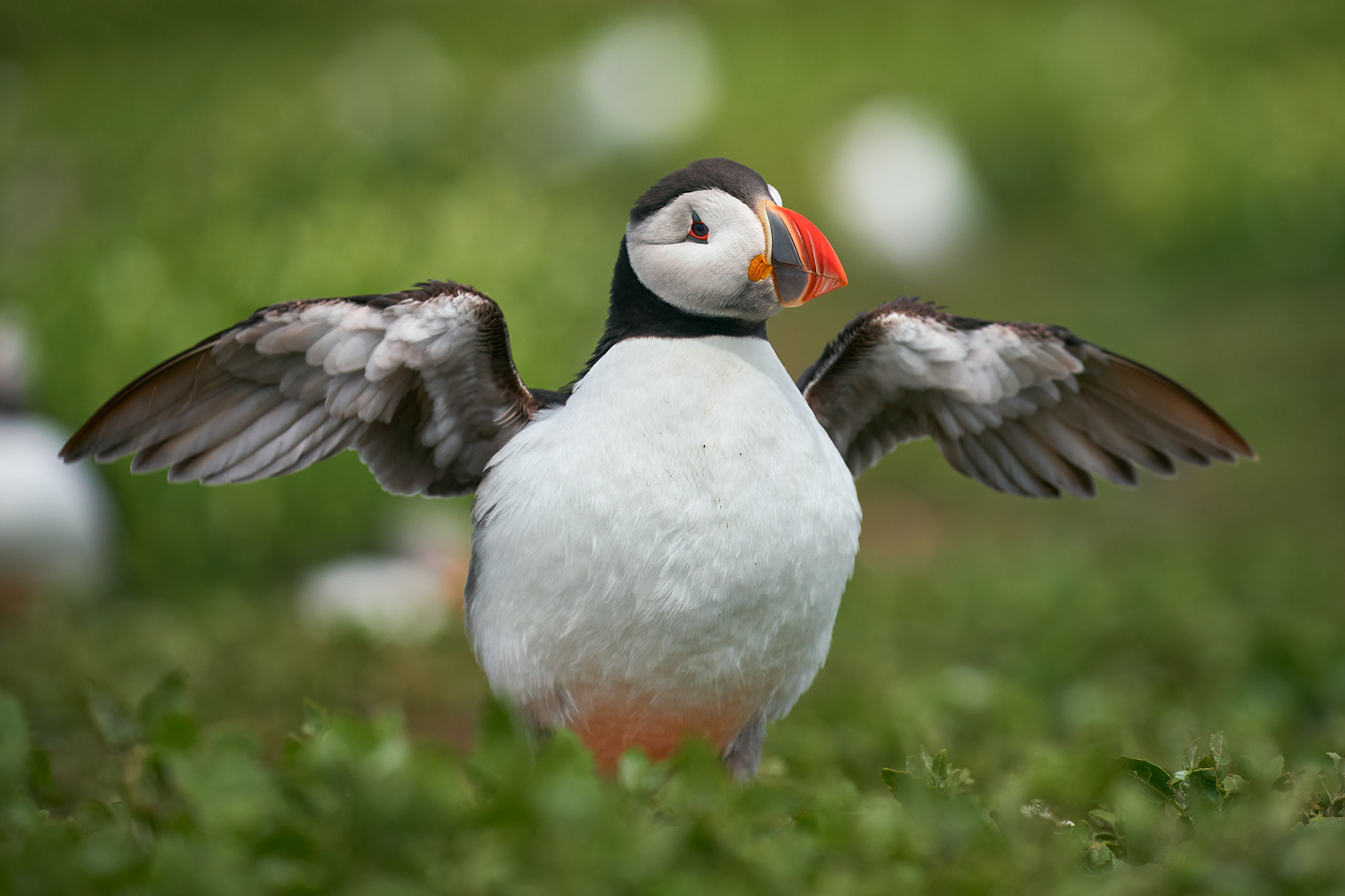 Atlantic Puffin