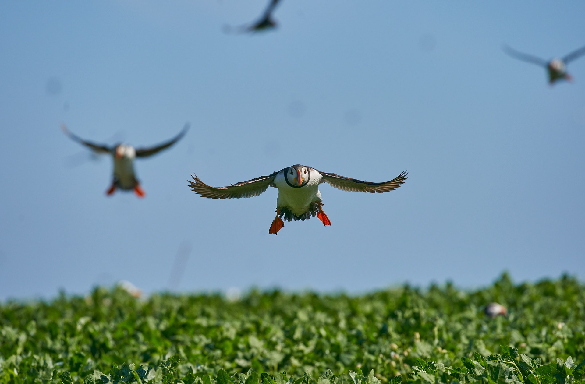 Atlantic Puffin attacked by Black-Headed Gull