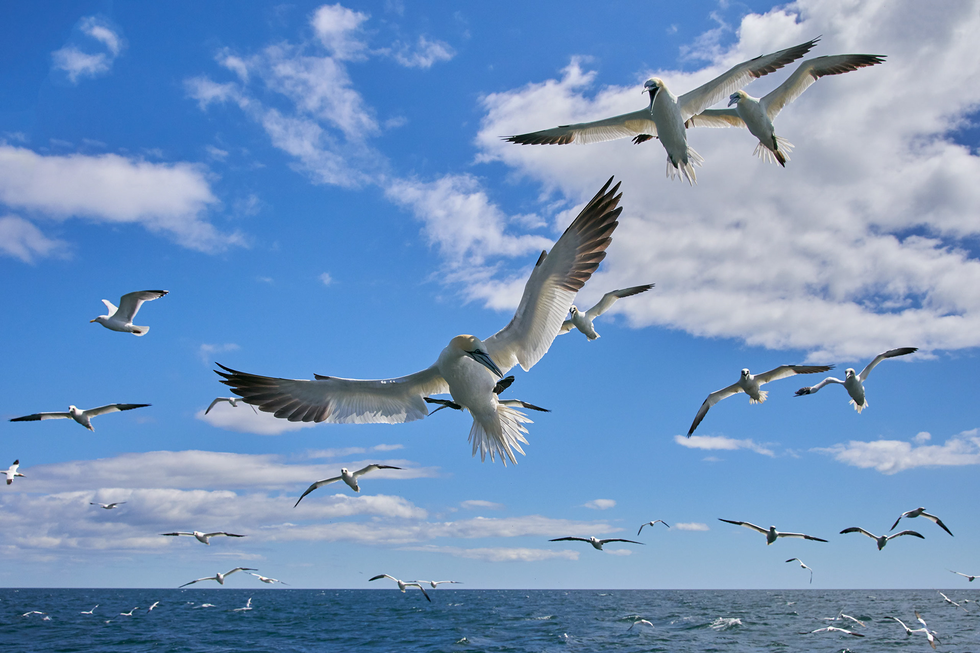 Northern Gannets